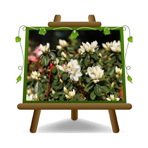 EURO PLANTS VIVAI Azalée pyramidale blanche plante ornementale en pot de 25 cm couronne 90–130 cm