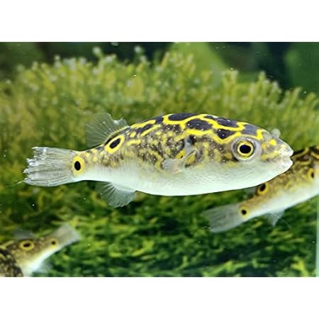 Amazon 熱帯魚 8の字フグ Ml 1匹 オリジナル 観賞魚 水中生物 通販