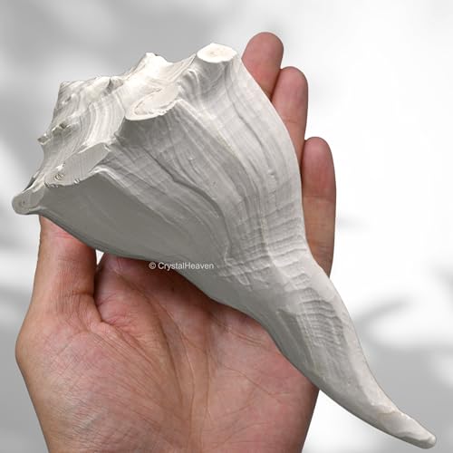Image of Crystal Heaven Dakshinavarti Shankh Original - 6 to 7 inch inches Large Dakhinabarti Sankha for Puja Original Conch Shell - Natural Dakshinmukhi Shankh for Pooja, Meditation and Gifts