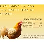 11 lb Black Soldier Fly Larva - BSFL is a high Calc-Rich Chicken Feed with More Calcium Than mealworms.It is a Pure Natural Food That Provides high Protein for Chickens and Birds - Image 2