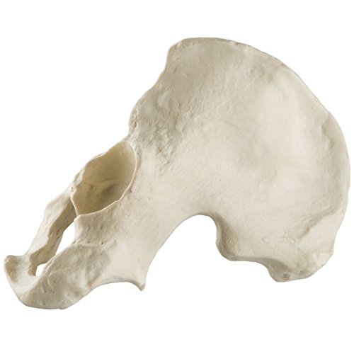 Image of 3B Scientific 1019612 Orthobones Standard Left Hemi Pelvis Bone Model, Male