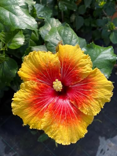 Pianta di Ibisco (Hibiscus), vaso 16 cm - Arbusto deciduo