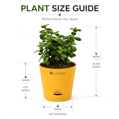 Image of Jade Plant with Pot | Live Jade Plant for Home Decor | Indoor Plant for Home & Office Desk | Lucky Zed Plant | Air Purifying Table Plant Gift