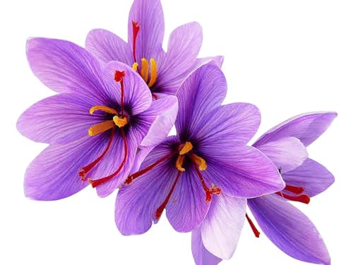 Saffron Crocus Corms for Planting 10 Large Corms Purple Blooms Perennial Bulbs for Outdoor Planting that Produce the Saffron Spice.