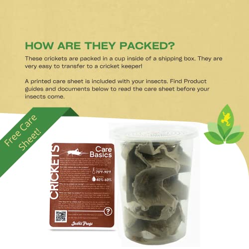 Josh's Frogs 3/4" GUTLOADED Banded Crickets (60 Count) - Image 4
