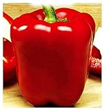 Semillas de pimiento cuadrado rojo asti - capsicum annuum - semillas agrícolas - pimientos rojos - alrededor de 400 semillas