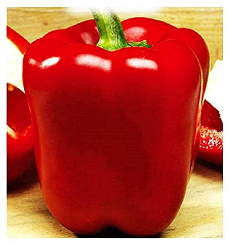 Asti graines de poivre carré rouge - capsicum annuum - graines agricoles - poivrons rouges - environ 400 graines Cover