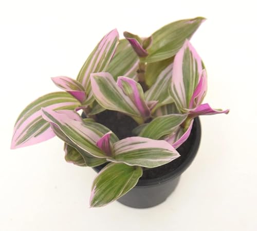 Image of Pink Wandering Live Plant with Pot | Rare Tradescantia Nanouk for Home & Office Decor | Vibrant Pink-Green Foliage | Easy-Care Indoor Plant for Shelf, Desk & Gifting