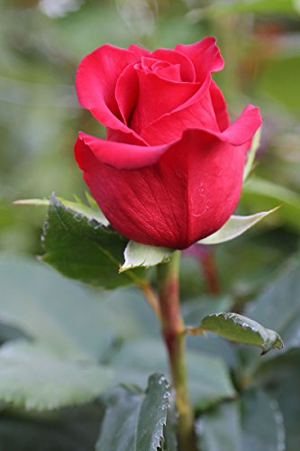 One Dozen (12) Valentines Day Farm Fresh Red Roses Bouquet By Justfreshroses | Long Stem Fresh Red Rose Delivery | Buy One Get One Free #TOP1