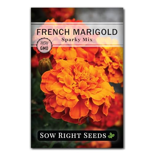 Sow Right Seeds - Sparky Mix French Marigold Seeds for Planting - Non-GMO Heirloom - Easy to Grow Marigold Flowers for Vibrant Blooms - Annual Ideal for Garden Planters Pots - Companion Plant (1)
