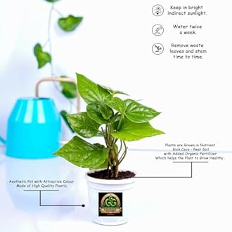 Gorgeous Glory GardenLive Pan Betel Leaf/Banarasi Maghai Paan/Meetha Paan (Sweet Paan) Healthy Live Indoor & Outdoor Plant Medicinal Herb for Home Garden and Terrace with Black Pot