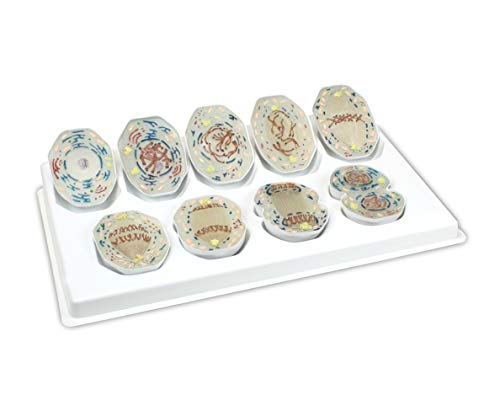 Image of Parco Scientific PB00160 Animal Mitosis 3D Model | 9 Stage Mitosis Demonstration | Biology Classroom Cell Division Display | Detailed Open Cell Organelles | Pieces Equipped with Stand | W Manual
