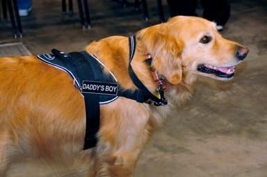 Dean & Tyler Dog Harness with Removable Velcro, Reflective Trim, DADDY'S BOY, Small