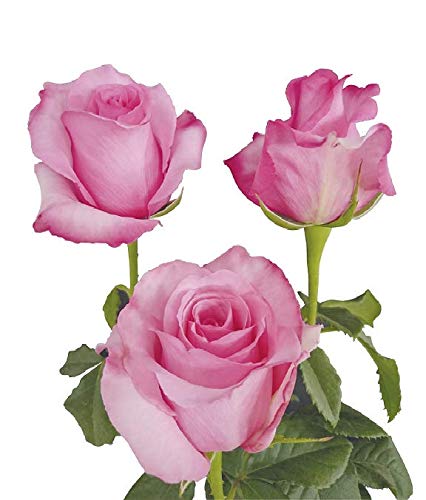 Dream Cut Flowers - Pink Fresh Cut Roses (24)