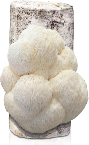 inbloom Large 4lbs Organic Lion's Mane Mushroom Growing Kit, Edible Double-Side Non-GMO Mushroom Kit, Grow Mushroom at Home, Indoor Gardening Birthday Gift