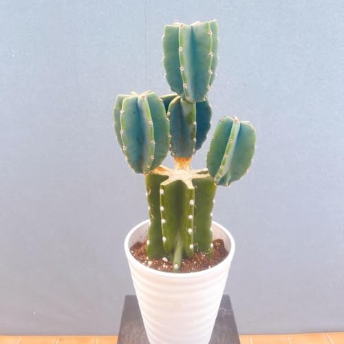 ドライガーデン 植物 サボテン」の人気商品一覧 | 安い商品を通販