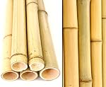 bambus-discount.com – 10er Set Bambusrohr 300cm gelb mit 4,5-6cm Durchmesser - Geb