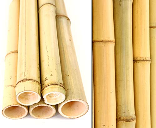 bambus-discount.com 10er Set Bambusrohr 300cm gelb mit 4,5-6cm Durchmesser - Gebleichte Bambusstangen 3m lang (BAYS3005)
