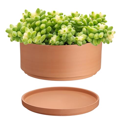 SUMTree Terrakotta-Blumentöpfe, 25,4 cm Durchmesser, flacher Blumentopf für Innen- und Außenbereich, rund, Sukkulenten-Blumentopf mit Ablaufloch, Tontöpfe, Bonsai-Topf, flacher Übertopf