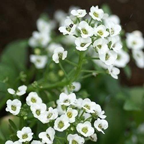 Oce180anYLVUK Semillas De Alyssum, 500 Piezas/Bolsa Semillas De Alyssum Floración Y Plántulas De Plantas Florales Perennes Fragantes Semilla Oce180anYLVUK Semillas De Alyssum, 500 Piezas/Bolsa Semillas De Alyssum Floración Y Plántulas De Plantas Florales Perennes Fragantes Semilla