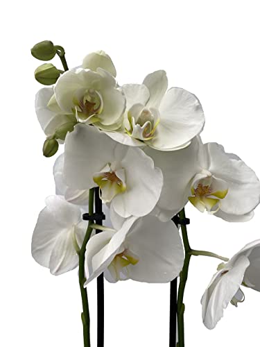 Orquidea phalaenopsis natural BLANCA - 60 cm altura aprox - 2 varas de flores - Planta viva de interior