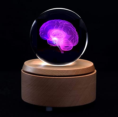 Bola de cristal 3D de cerebro humano con base LED de colores 4