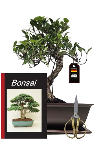 Genki-Bonsai Starterset Banjan Feige ca. 30 cm – 4-teiliges Bonsai Komplettset mit Schere, Untersetzer & Bonsaibuch – pflegeleichter Indoor-Zimmerbonsai für Anfänger & Fortgeschrittene vom Fachhändler