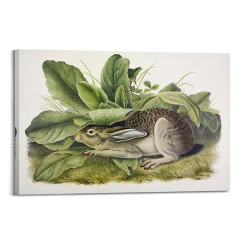 Affiche lièvre à queue noire Audubon 50x75 cm décoration murale