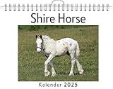  Shire Horse - (Wandkalender 2025, Kalender DIN A4 quer, Monatskalender im Querformat mit Kalendarium, das perfekte Geschenk)