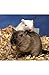 Gerbils: The Complete Guide to Gerbil Care
