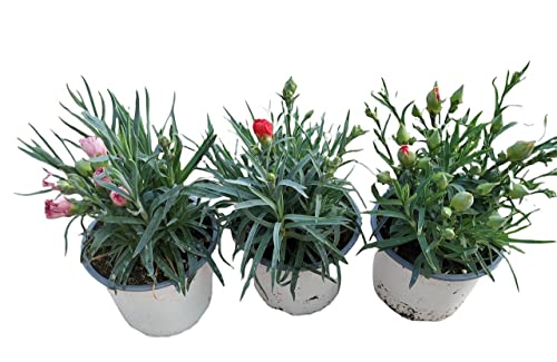 Clavel - Pack 3 Plantas - Dianthus - Claveles Plantas con Flor para Terraza y Jardín