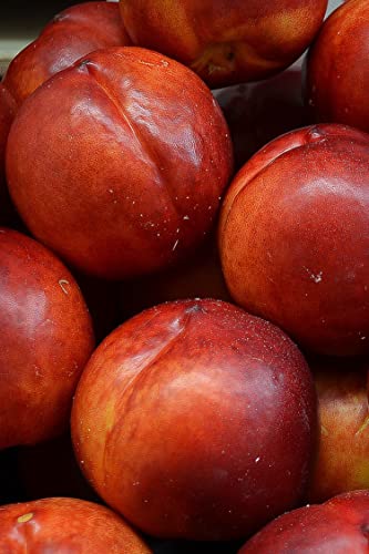 pianta di Pesco Noce Maria Carla albero di pesca noce già innestata varietà Maria Carla Età 2 anni pianta da frutto di pesche noci pianta vera di pesca noce venduta da eGarden.store