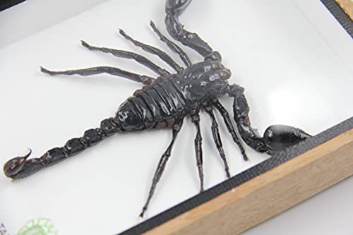 Real Exotic Poisonous Scorpion – Preserved Taxidermy Insect Bug Collection Framed In A 3D Wooden Frame As Pictured Taxidermy (Wooden Box) #TOP2