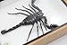 Real Exotic Poisonous Scorpion – Preserved Taxidermy Insect Bug Collection Framed in a 3D Wooden Frame as Pictured Taxidermy (Wooden Box)