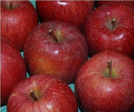 長野県安曇野産 サンふじリンゴ 7玉?12玉 秀 約3キロ お歳暮贈答用 【りんご 蜜入り】【サンふじ】【安曇野 サンふじ】