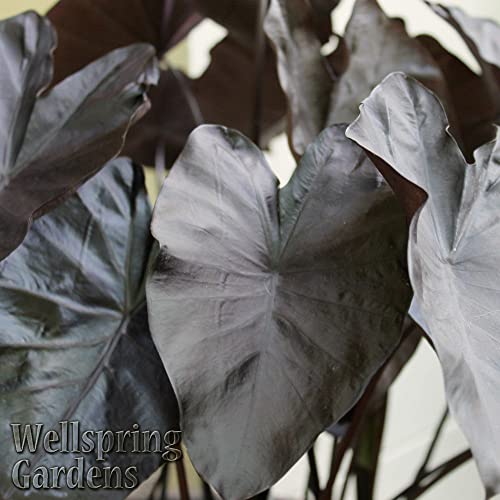 Black Coral Elephant Ear Ppaf Live Plant - Colocasia Esculenta - Wellspring Gardens Starter Plant #TOP1