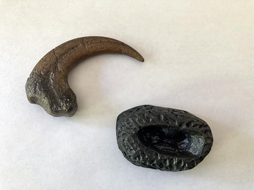 Image of Velociraptor Killing Claw Replica - Realistic Dinosaur Fossil Model with Detachable Display Stand - 2.6 inch