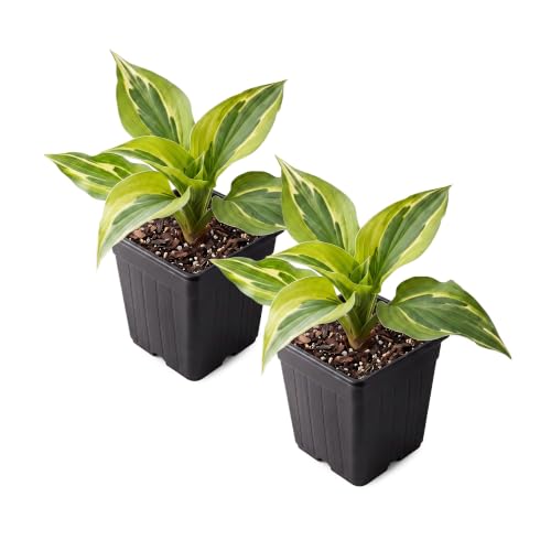 Live Perennial Hosta