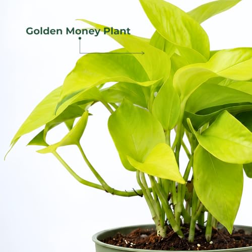 Image of Golden Money Plant with Grow Pot | Live Indoor Plant for Home Decor | Air Purifying Plant for Living Room & Office
