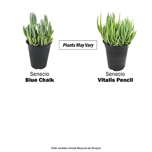 1Qt Senecio Vitalis Succulent Plant Gift 4Pk, Live Succulents Plants Live Plants Indoor, Succulent Pots, Indoor Plants Live House Plants Indoors Plants Live Houseplants, Real Plants By Plants For Pets #TOP4