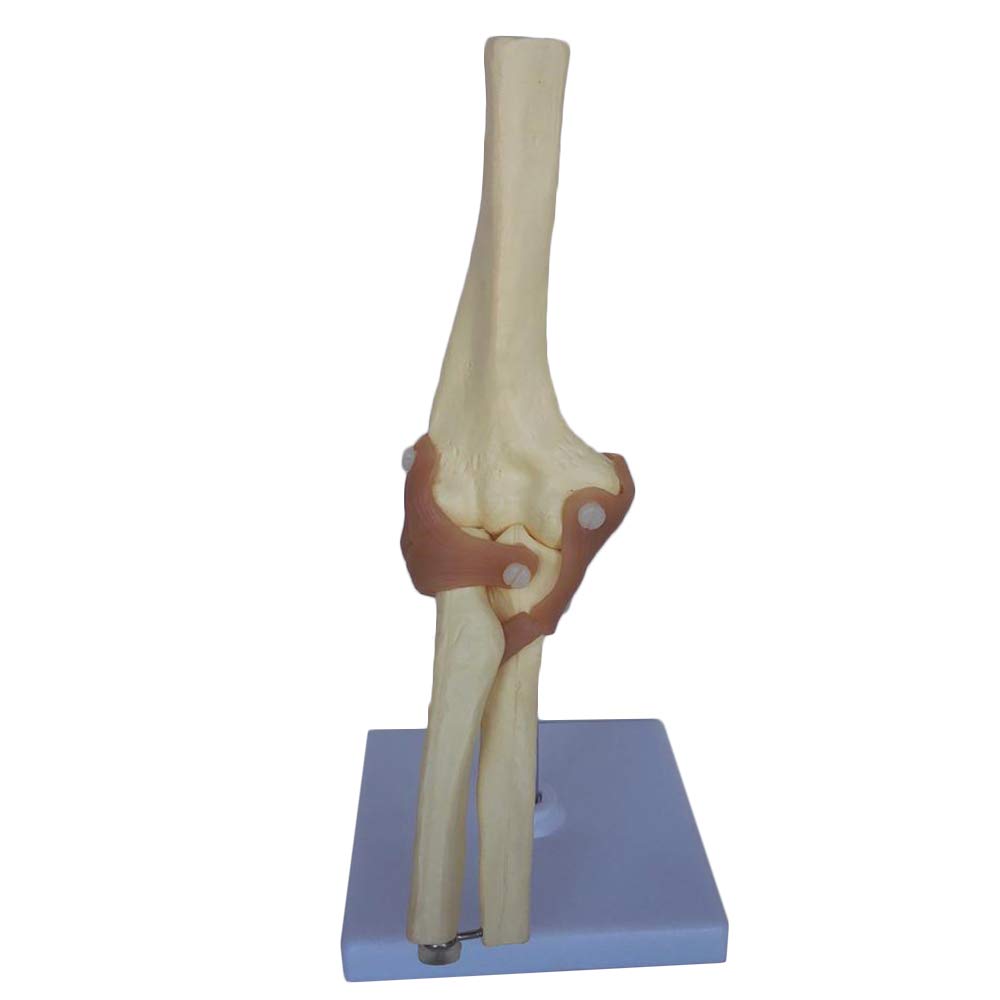 Sjdopulse Adult Elbow Joint Model - Medical Anatomical Human Joint Model - Elbow Joint Model With Ligament - For Study Display Teaching Medical Model
