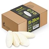 Sepia King Sepiaschalen – XL Box 250g 15-20cm | Natürliche Kalzium und Mineralstoff-Quelle | Sepia Schalen - Futter für Reptilien, Schildkröten, Bartagame, Vögel, Terrarium Zubehör