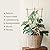Cambaverd 3 Pack Min Bamboo Trellis 16 in Fan -Shaped Plant Support Trellis with Twist Ties for Indoor Mini Climbing Plants Hoya Potted Plants House Plants Vine Ivy