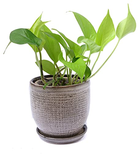 Image of Pot for Plants with Tray /Plate | Flower Pot for Indoor Plants, Bonsai, Cactus | Planter for Living Room, Home & Office Decor, Ceramic Flower Pot(Grey Garden Pot, 5 inches)
