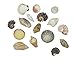 Sea Shells In Net Bag - Natural