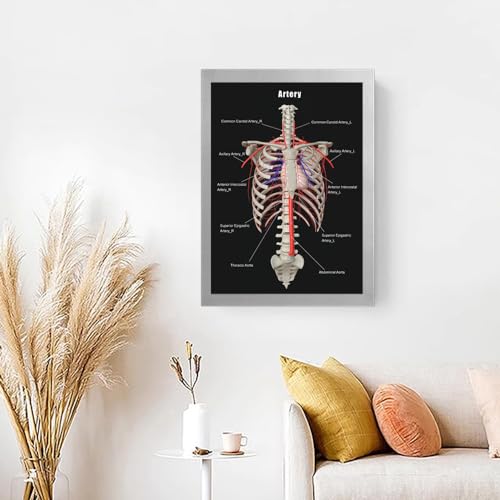 Image of Taanfu Body Educational Learning Anatomy Posters ，Arterial skeleton Art Arterial Villi Anatomy Art Poster Digestive System Organs Illustration Small Intestine Physiology Anatomy Wall Art Villi