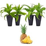 Pineapple Plant Elite Gold (4 Pack) | Easy to Grow Plants | Edible Fruit Plant for Sustainable Living | Grow Your own Food on Your Edible Organic |
