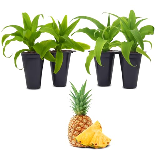 Pineapple Plant Elite Gold (4 Pack)