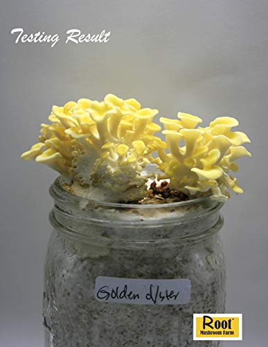 Root Mushroom Farm- 30 Mushroom Liquid Cultures /Golden Oyster(Pleurotus Citrinopileatus) #TOP2
