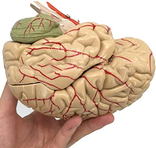Model Anatomii, Model Pedagogiczny, Model Ludzkiego Mózgu, Anatomia, Mózg Naczyniowo-Mózgowy, Model Struktury Neuronowej, 8 Części Do Medycznych Materiałów Edukacyjnych, Model Nauki